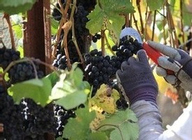harvest pinot noir at Fog Crest Vineyard